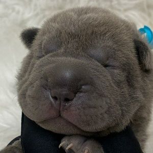 Meet your Posher, Rylee